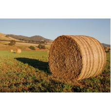 Selüloz Miktarı Analizi