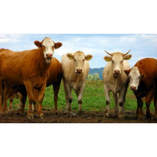 Gamma Interferon / Bovine