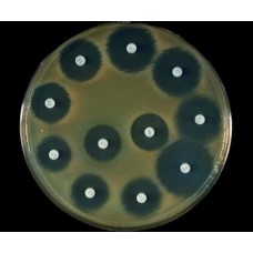 Bakteri İzolasyon ve İdentifikasyonu  (Antibiyogram Analizi)