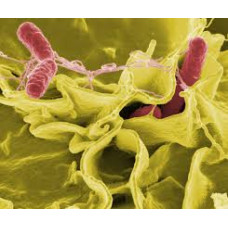 Salmonella sp. Analizi