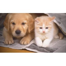 Temel Sağlık Kontrol Paneli (Kedi ve Köpek)
