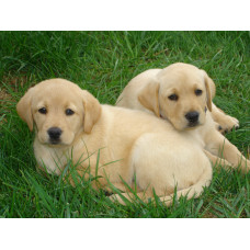 Tiroid Kontrol Paneli, Canine