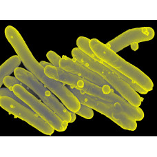 Mycobacterium spp. Analizi